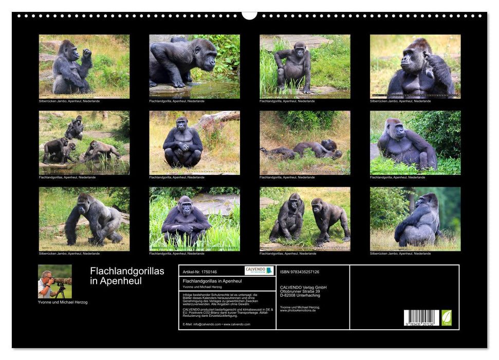 Flachlandgorillas in Apenheul (CALVENDO Wandkalender 2025)