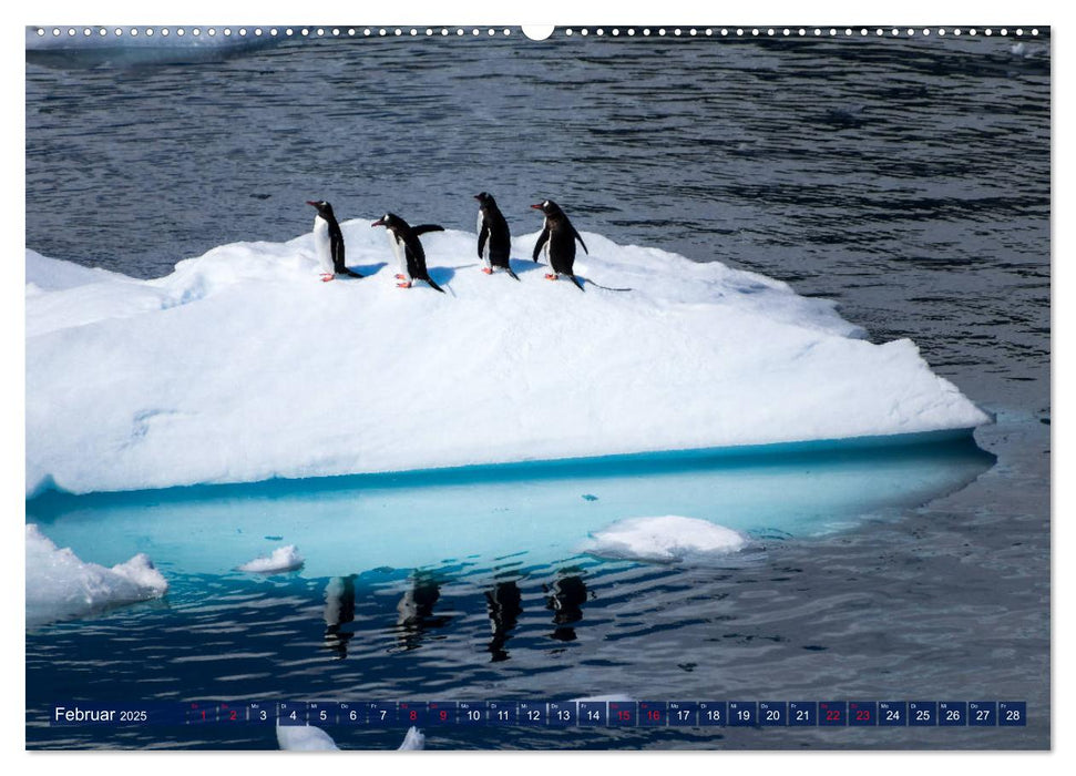 Antarktis Gletscher, Robben, Pinguine (CALVENDO Wandkalender 2025)