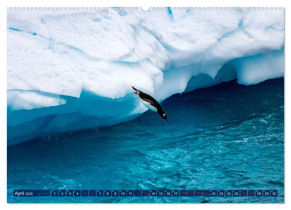 Antarktis Gletscher, Robben, Pinguine (CALVENDO Wandkalender 2025)