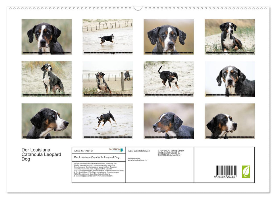 Der Louisiana Catahoula Leopard Dog (CALVENDO Premium Wandkalender 2025)