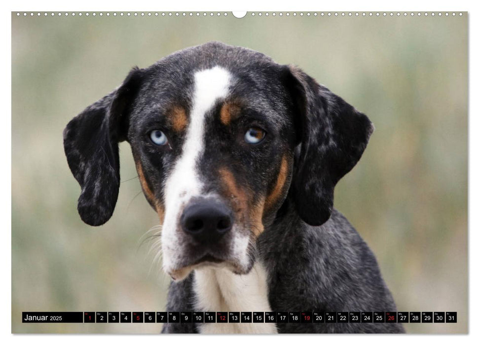 Der Louisiana Catahoula Leopard Dog (CALVENDO Premium Wandkalender 2025)