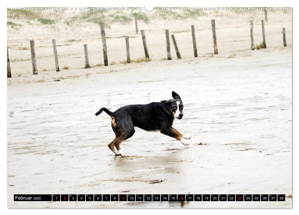 Der Louisiana Catahoula Leopard Dog (CALVENDO Premium Wandkalender 2025)