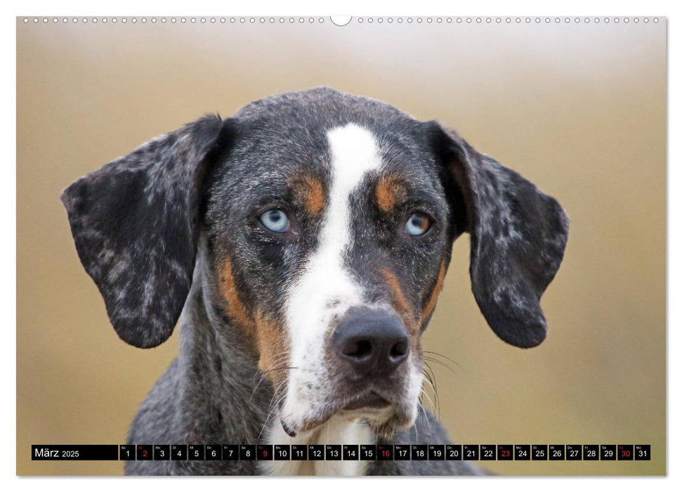 Der Louisiana Catahoula Leopard Dog (CALVENDO Premium Wandkalender 2025)