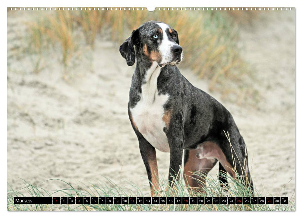 Der Louisiana Catahoula Leopard Dog (CALVENDO Premium Wandkalender 2025)