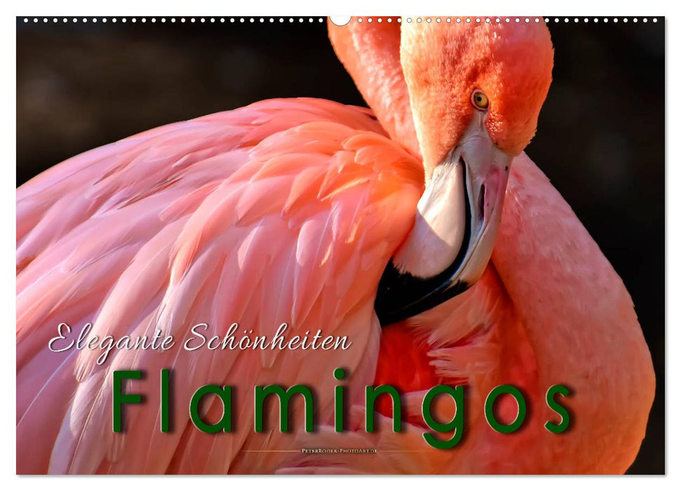 Flamingos - elegante Schönheiten (CALVENDO Wandkalender 2025)