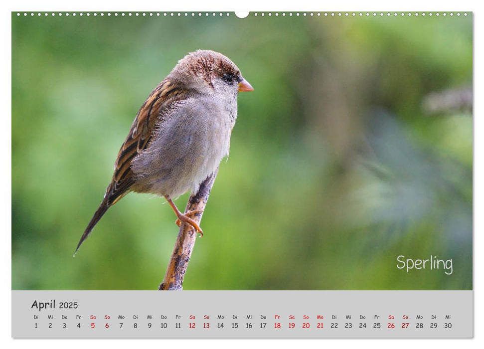 Mit Piepmätzen durch das Jahr ... (CALVENDO Premium Wandkalender 2025)