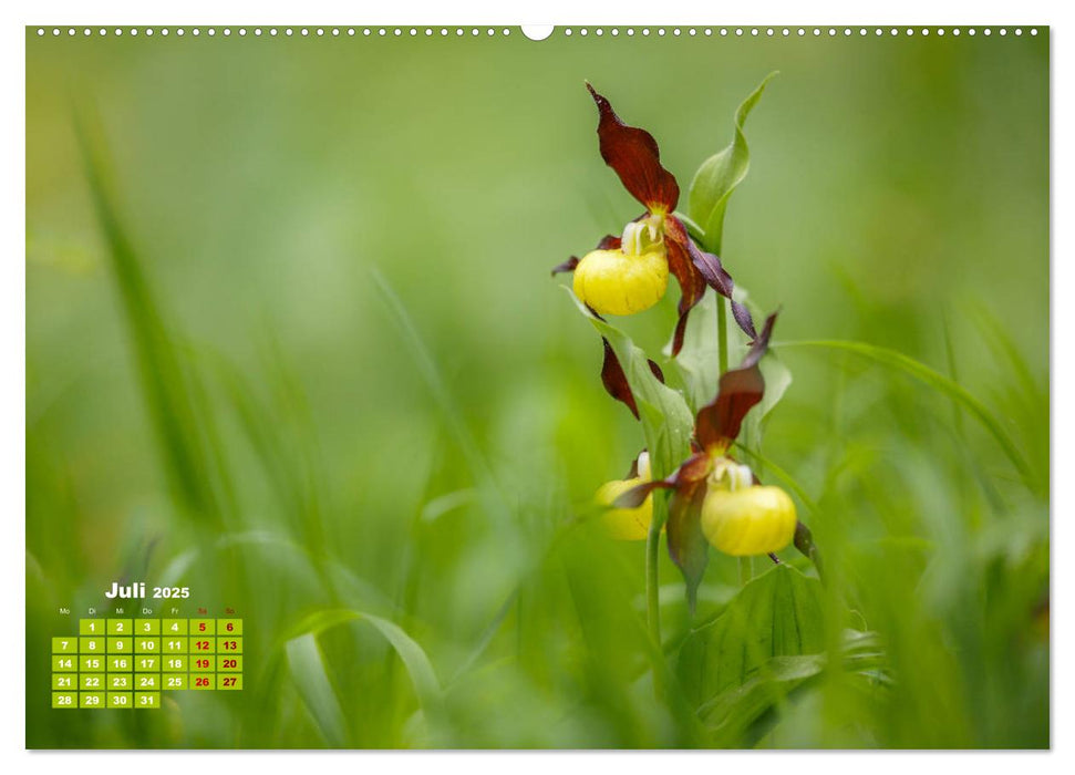 Pflanzenfotografie - Ein blütenreiches Jahr (CALVENDO Premium Wandkalender 2025)