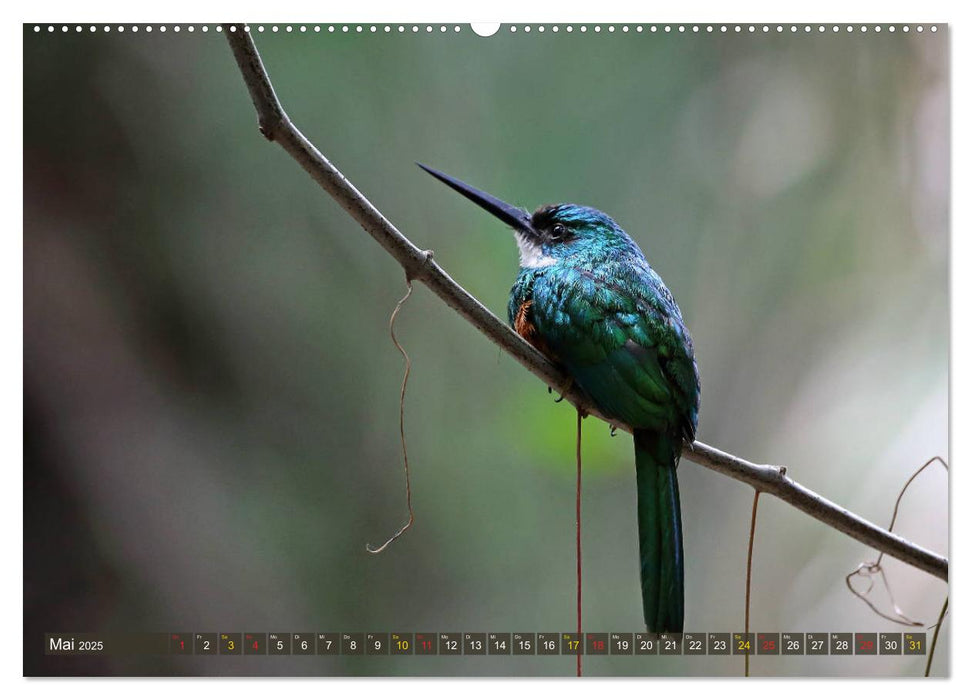 Vogelparadies Pantanal (CALVENDO Premium Wandkalender 2025)