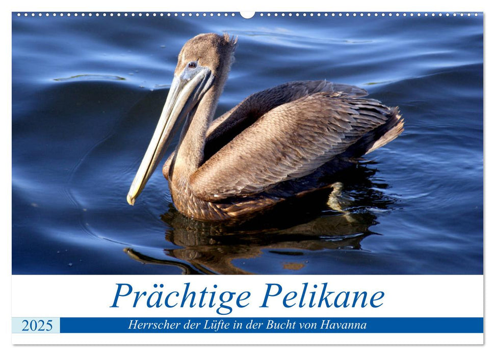 Prächtige Pelikane - Herrscher der Lüfte in der Bucht von Havanna (CALVENDO Wandkalender 2025)