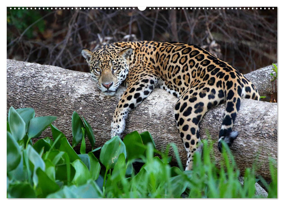 Jaguare im Pantanal (CALVENDO Premium Wandkalender 2025)