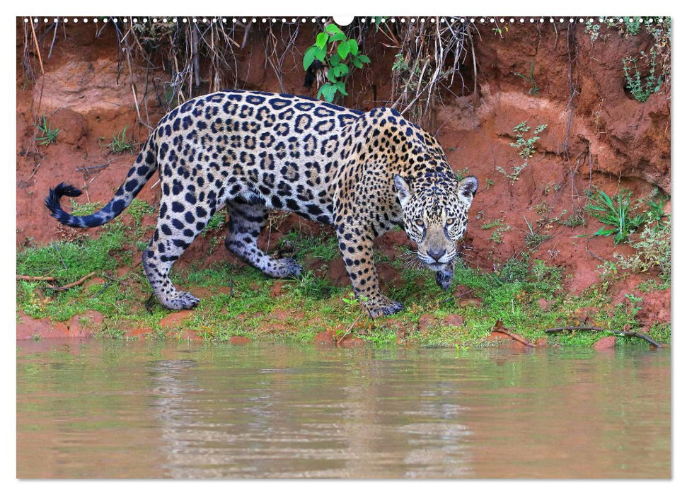 Jaguare im Pantanal (CALVENDO Premium Wandkalender 2025)