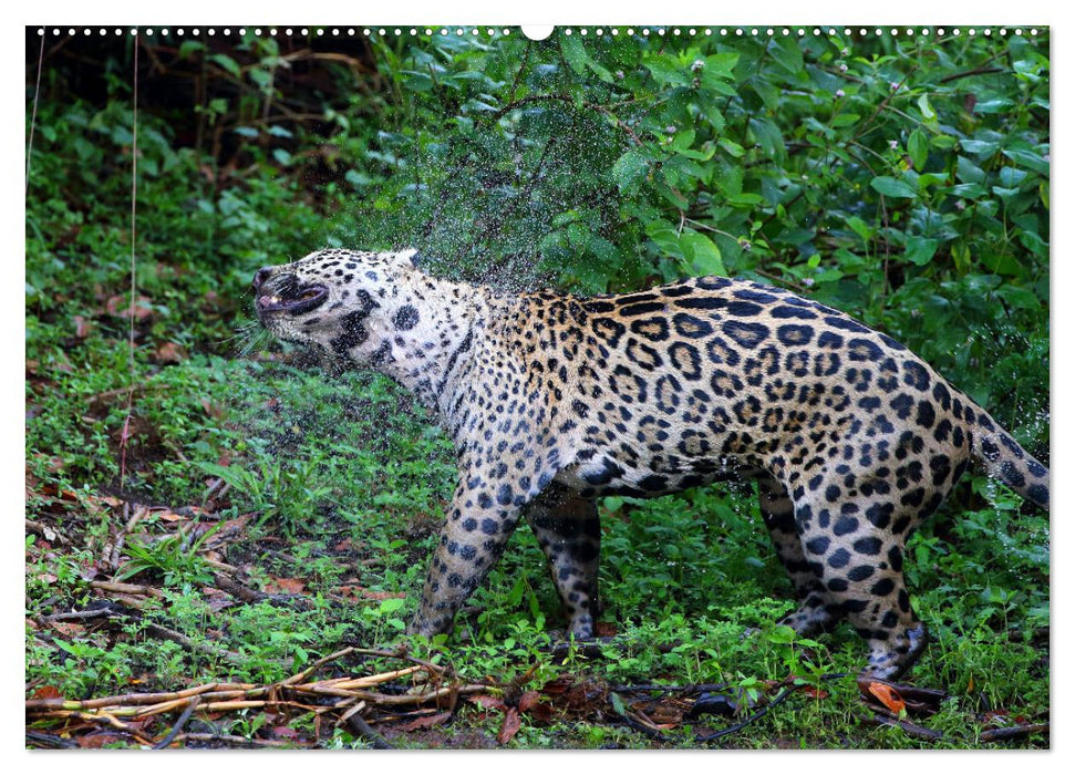 Jaguare im Pantanal (CALVENDO Premium Wandkalender 2025)