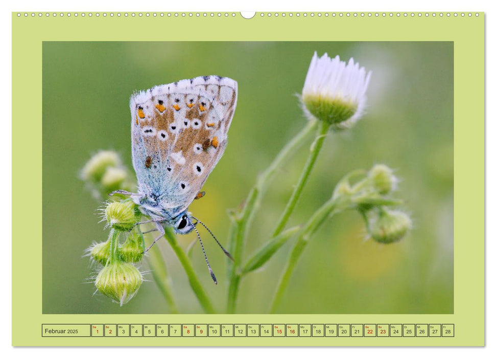 Papillons-Butterflies-Schmetterlinge (CALVENDO Premium Wandkalender 2025)