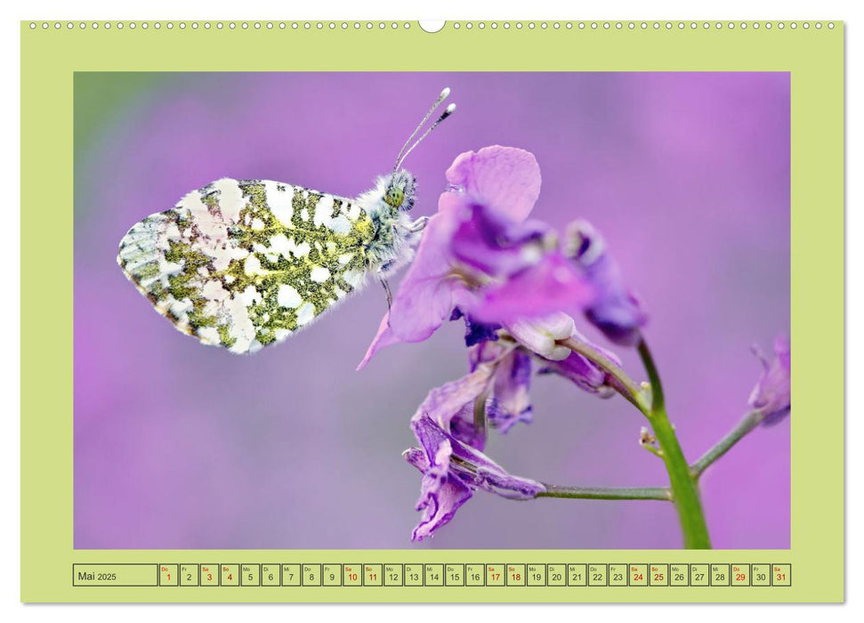 Papillons-Butterflies-Schmetterlinge (CALVENDO Premium Wandkalender 2025)