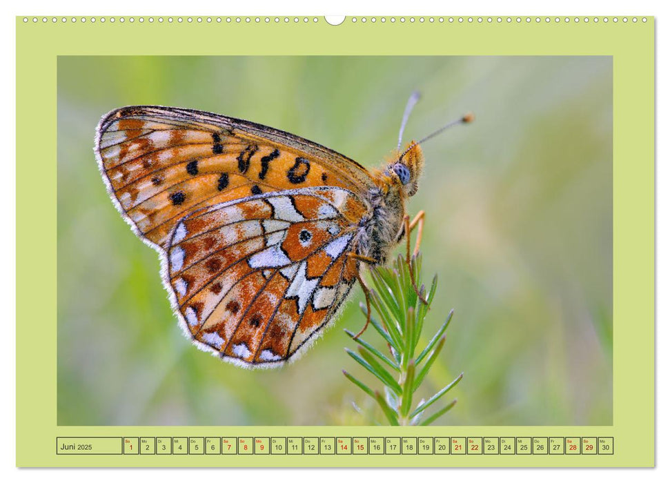 Papillons-Butterflies-Schmetterlinge (CALVENDO Premium Wandkalender 2025)