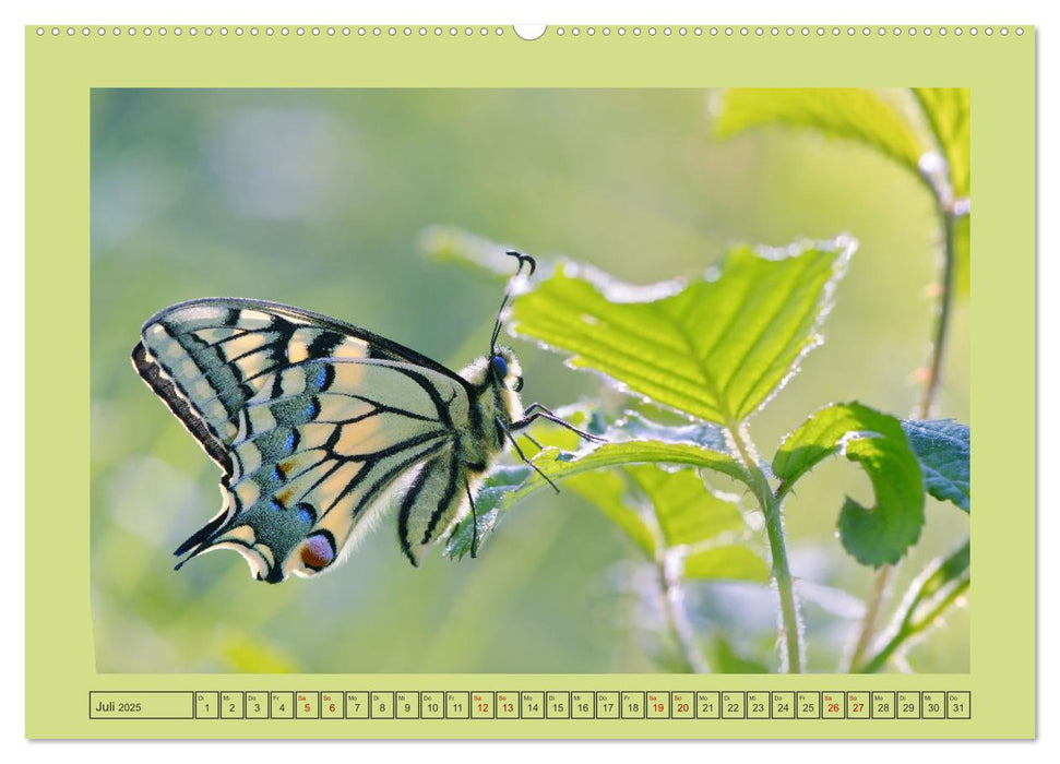 Papillons-Butterflies-Schmetterlinge (CALVENDO Premium Wandkalender 2025)