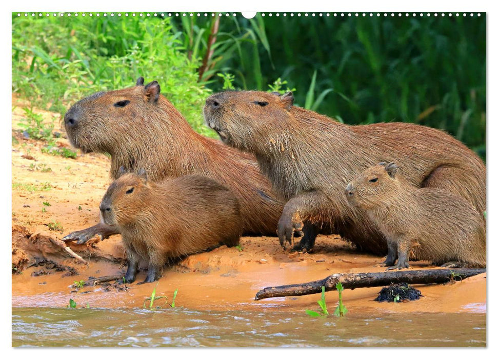 Tierparadies Pantanal (CALVENDO Premium Wandkalender 2025)