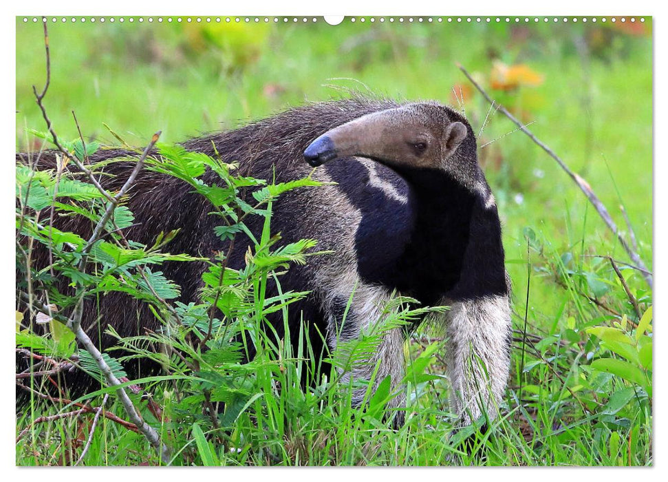 Tierparadies Pantanal (CALVENDO Premium Wandkalender 2025)