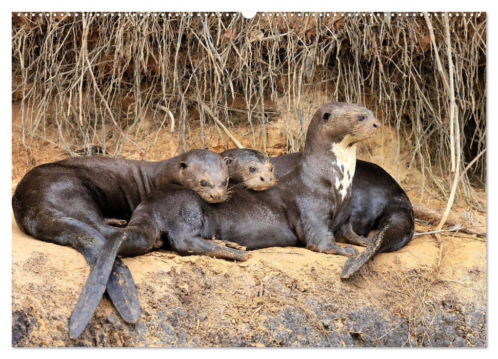 Tierparadies Pantanal (CALVENDO Premium Wandkalender 2025)