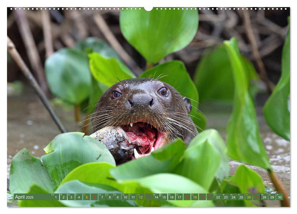 Riesenotter - Flusswölfe im Pantanal (CALVENDO Premium Wandkalender 2025)