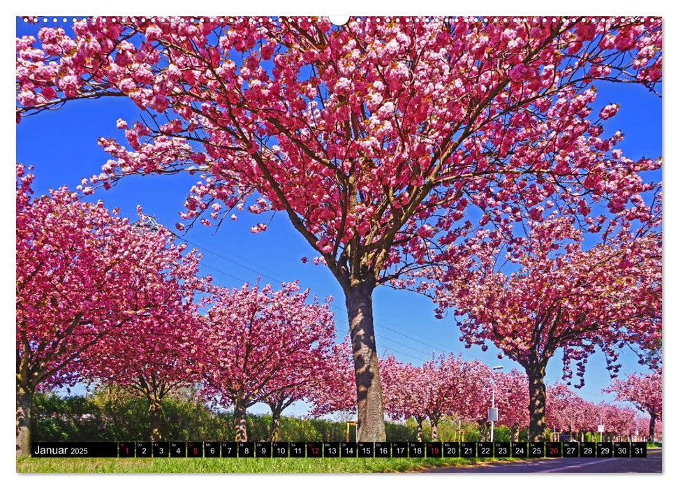 Frühling in Magdeburg (CALVENDO Premium Wandkalender 2025)