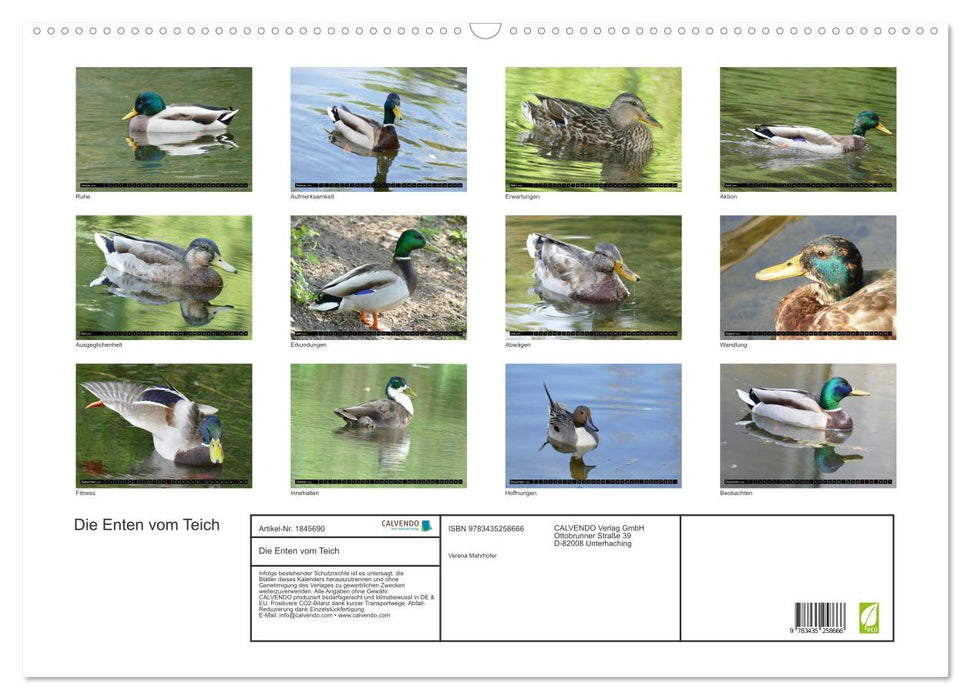 Die Enten vom Teich (CALVENDO Wandkalender 2025)