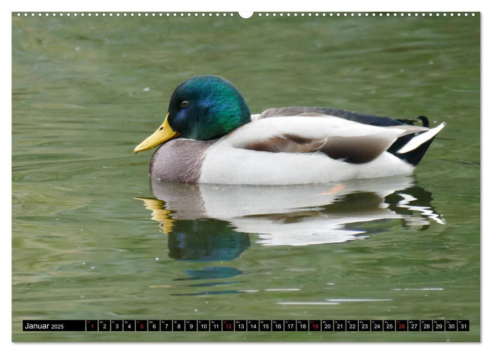 Die Enten vom Teich (CALVENDO Wandkalender 2025)