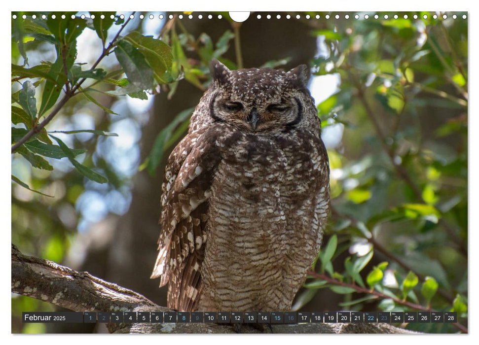 Vögel der Welt (CALVENDO Wandkalender 2025)