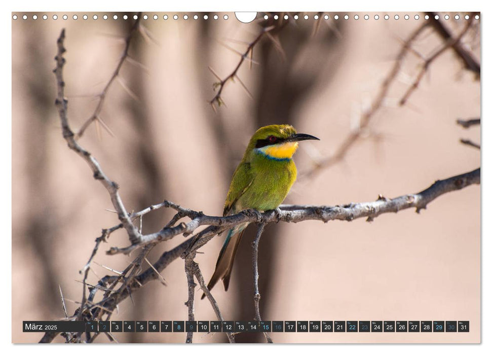 Vögel der Welt (CALVENDO Wandkalender 2025)