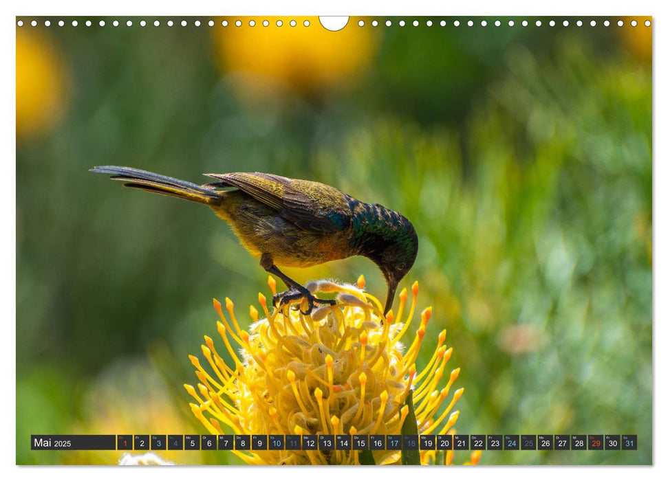 Vögel der Welt (CALVENDO Wandkalender 2025)