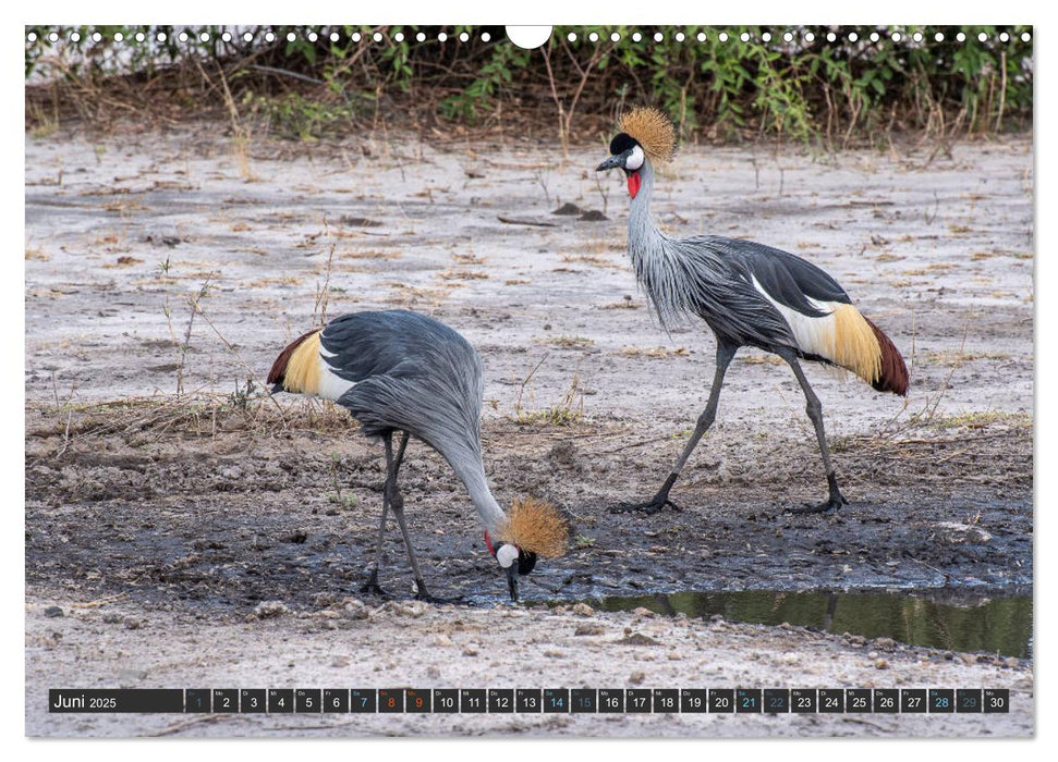 Vögel der Welt (CALVENDO Wandkalender 2025)