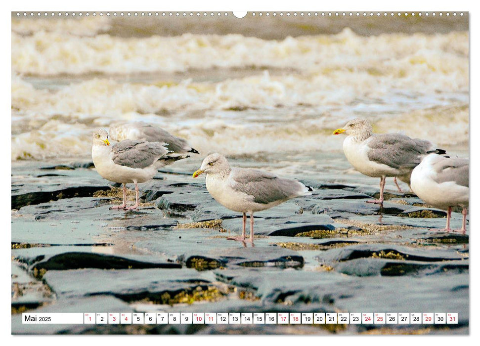 Blankenberge - belgischer Küstenort (CALVENDO Wandkalender 2025)