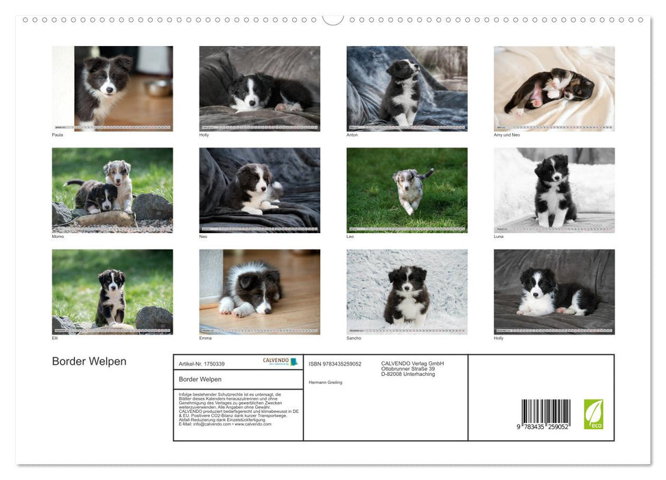 Border Welpen (CALVENDO Premium Wandkalender 2025)