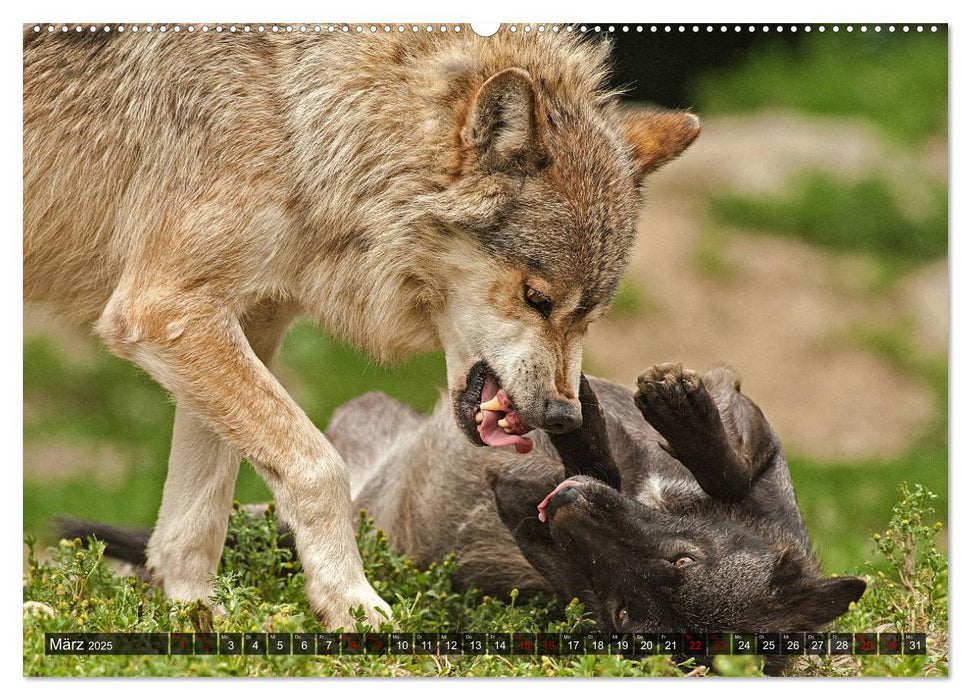 Begegnung mit dem Wolf (CALVENDO Premium Wandkalender 2025)