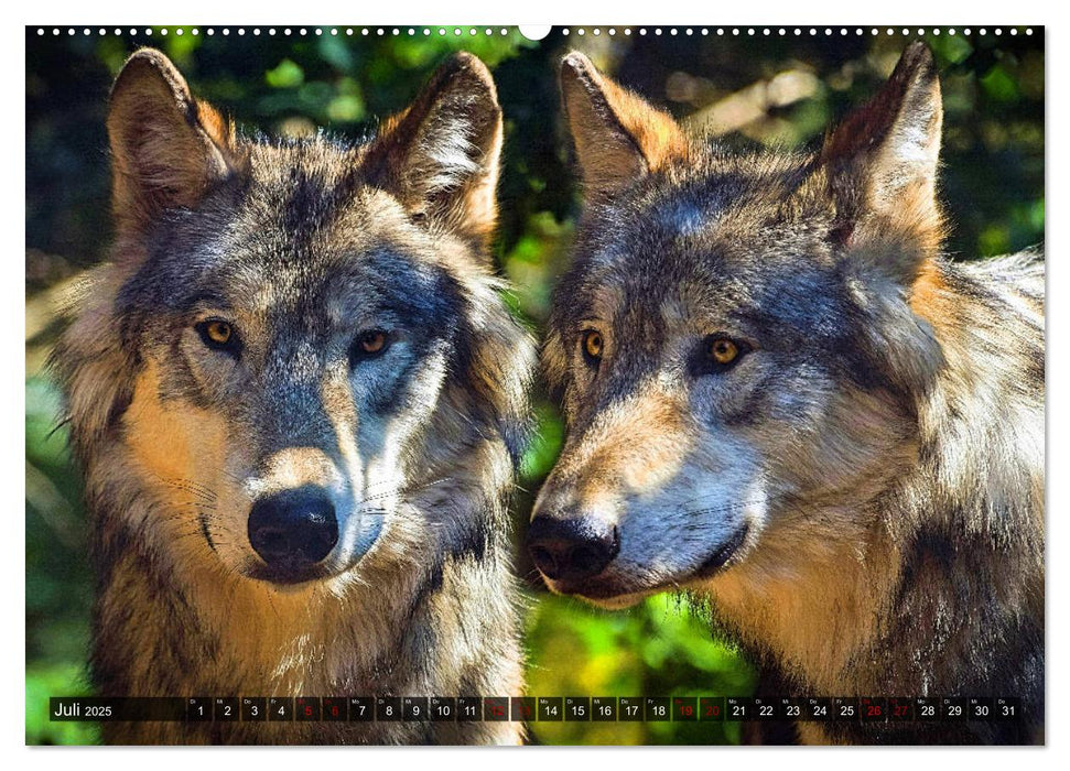 Begegnung mit dem Wolf (CALVENDO Premium Wandkalender 2025)