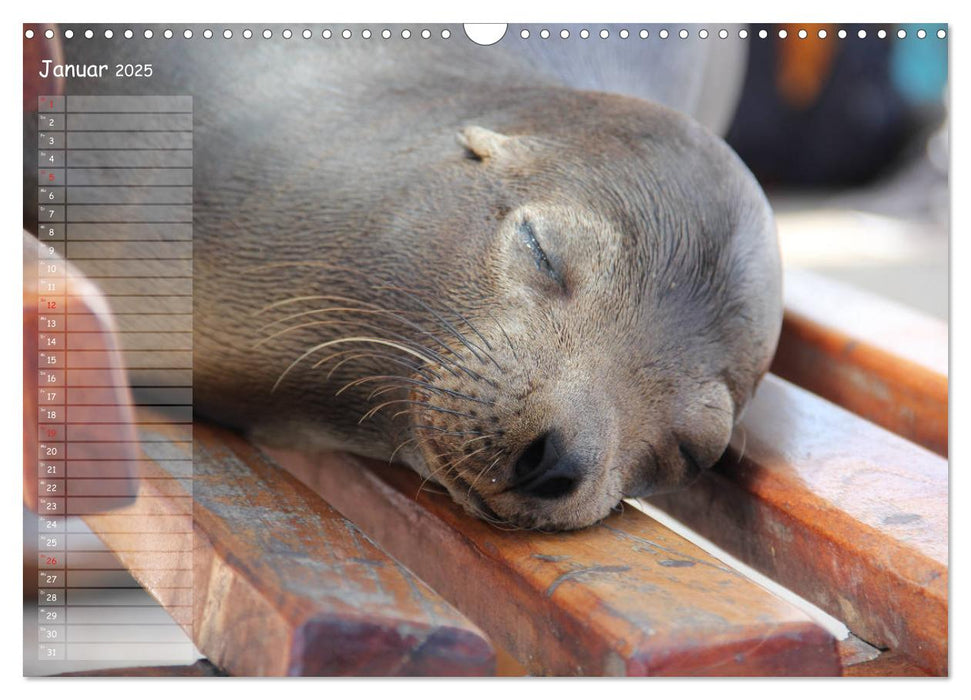 Galapagos 2025 - Tiere auf Galapagos (CALVENDO Wandkalender 2025)