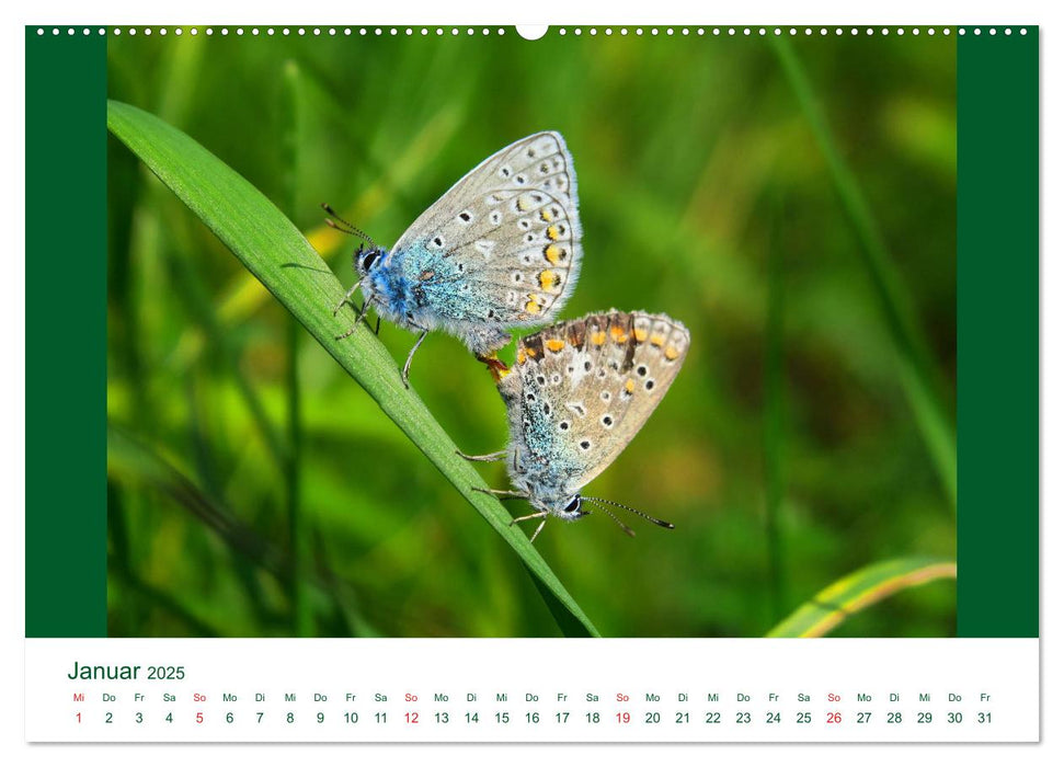 Specht, Frosch und Co - eine vielfältige Tierwelt (CALVENDO Premium Wandkalender 2025)