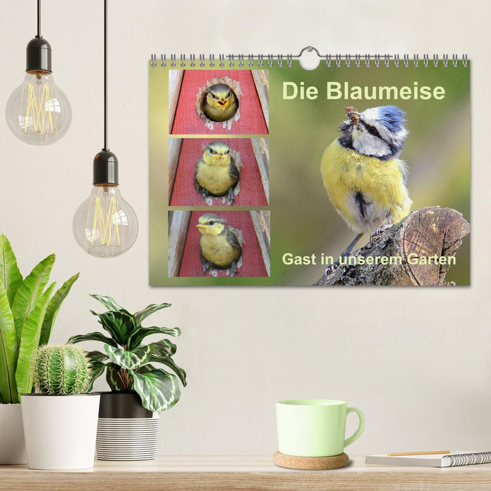 Die Blaumeise, Gast in unserem Garten (CALVENDO Wandkalender 2025)