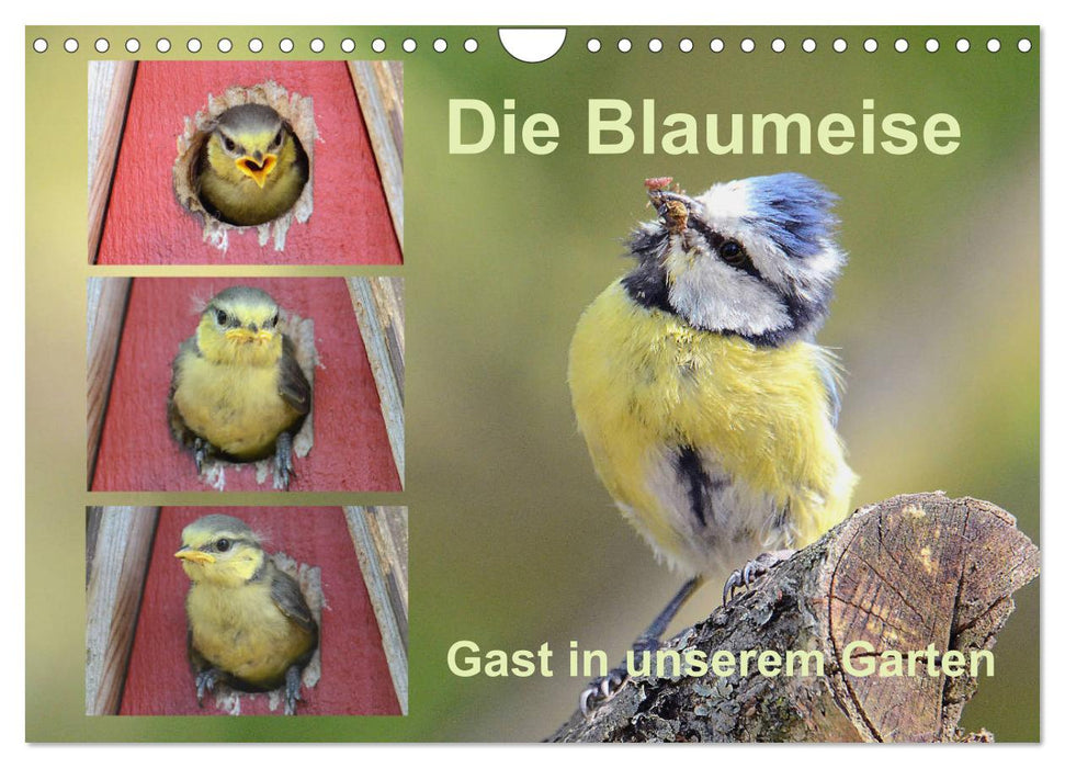 Die Blaumeise, Gast in unserem Garten (CALVENDO Wandkalender 2025)