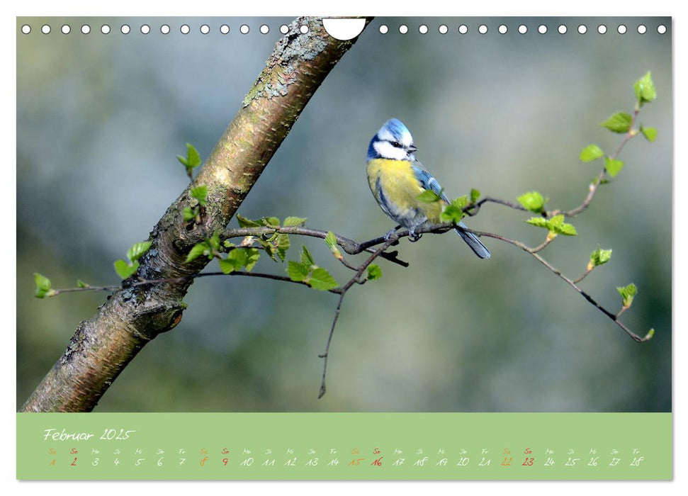 Die Blaumeise, Gast in unserem Garten (CALVENDO Wandkalender 2025)