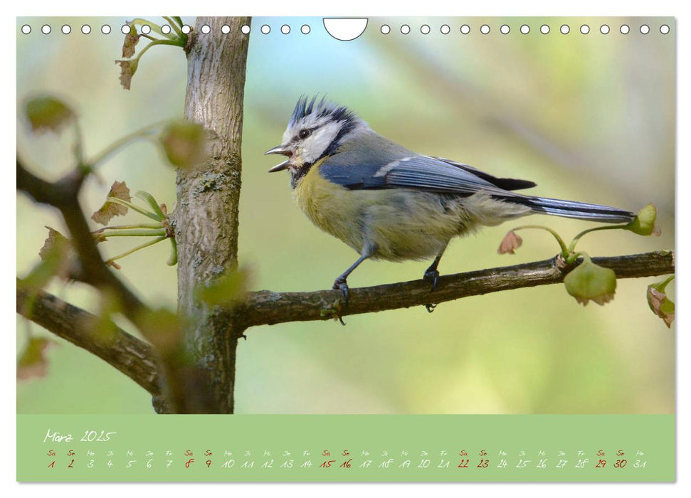 Die Blaumeise, Gast in unserem Garten (CALVENDO Wandkalender 2025)