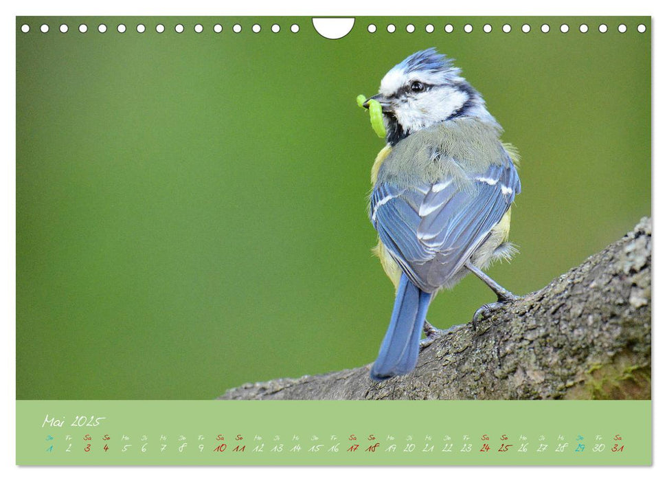 Die Blaumeise, Gast in unserem Garten (CALVENDO Wandkalender 2025)