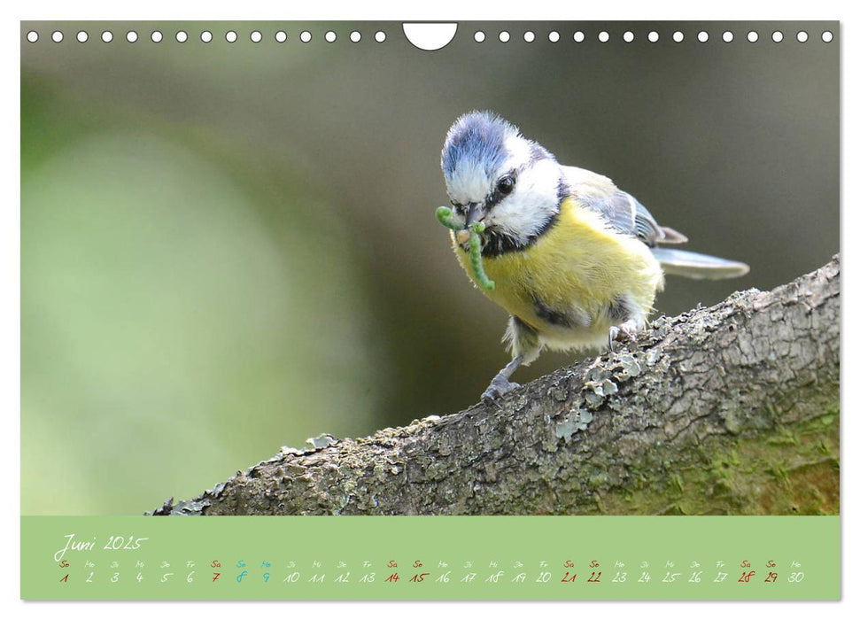 Die Blaumeise, Gast in unserem Garten (CALVENDO Wandkalender 2025)