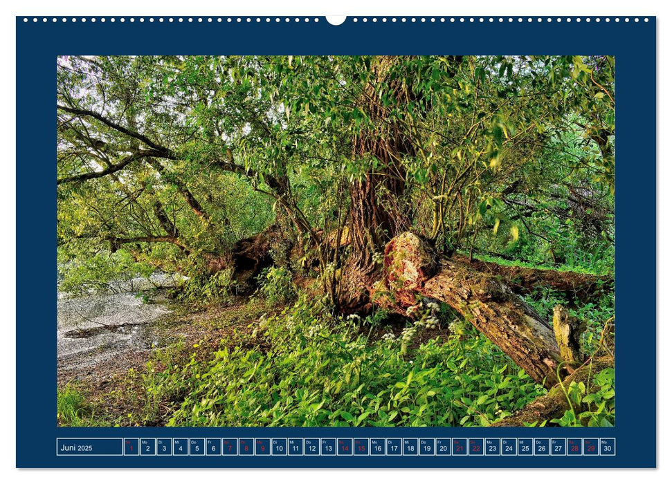 Jahreszeiten im Bremer Blockland (CALVENDO Premium Wandkalender 2025)