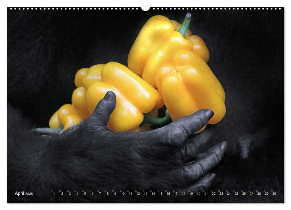 OBST & GEMÜSE in Gorillahänden (CALVENDO Premium Wandkalender 2025)