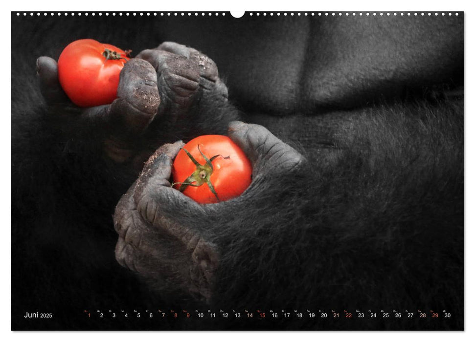 OBST & GEMÜSE in Gorillahänden (CALVENDO Premium Wandkalender 2025)