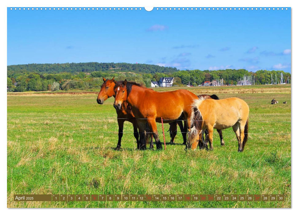 Insel Hiddensee - Dat söte Länneken (CALVENDO Premium Wandkalender 2025)