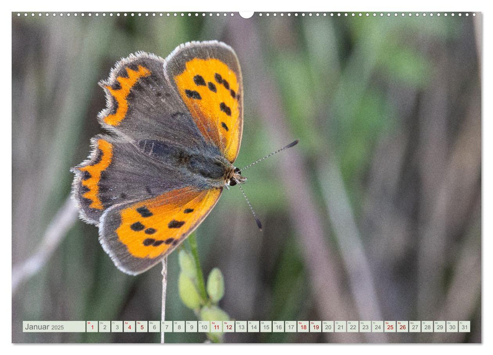 Bunte Pracht der Schmetterlinge (CALVENDO Premium Wandkalender 2025)