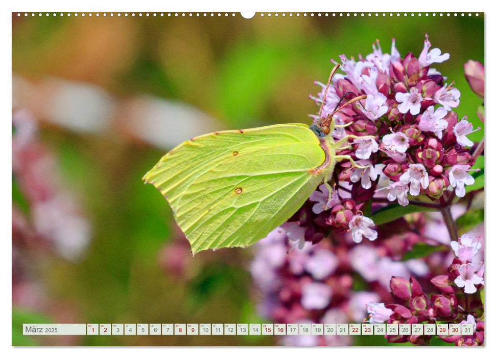 Bunte Pracht der Schmetterlinge (CALVENDO Premium Wandkalender 2025)