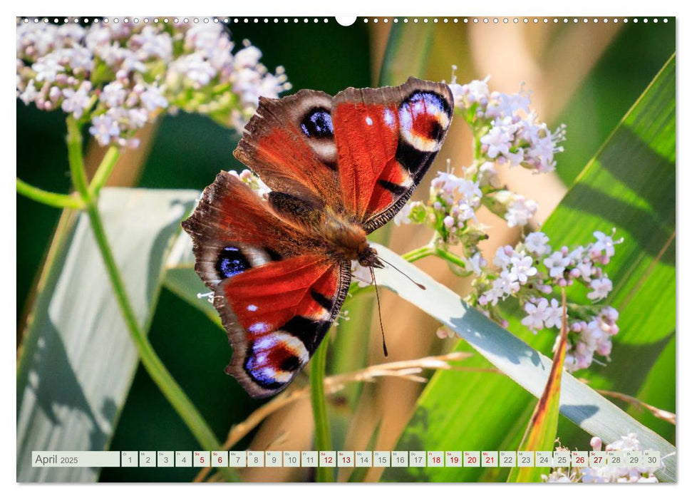 Bunte Pracht der Schmetterlinge (CALVENDO Premium Wandkalender 2025)